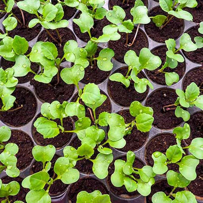 Bok choy outlet seedlings